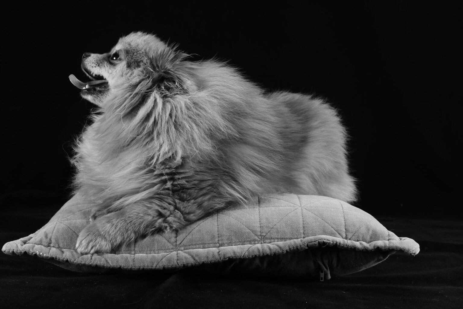 Dog Wellness Brand Growth Case